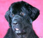 Превью фото № 37019