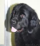 Превью фото № 6183