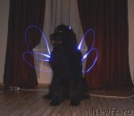 Превью фото № 86453