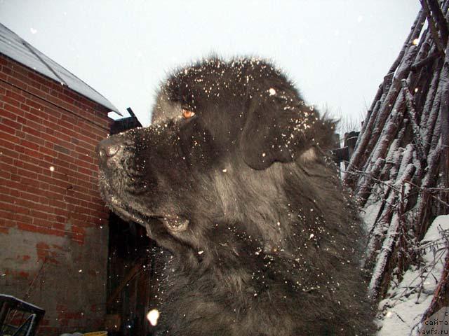 Фото: ньюфаундленд Velikiy Medved' Beguschiy po Volnam (Великий Медведь Бегущий по Волнам)