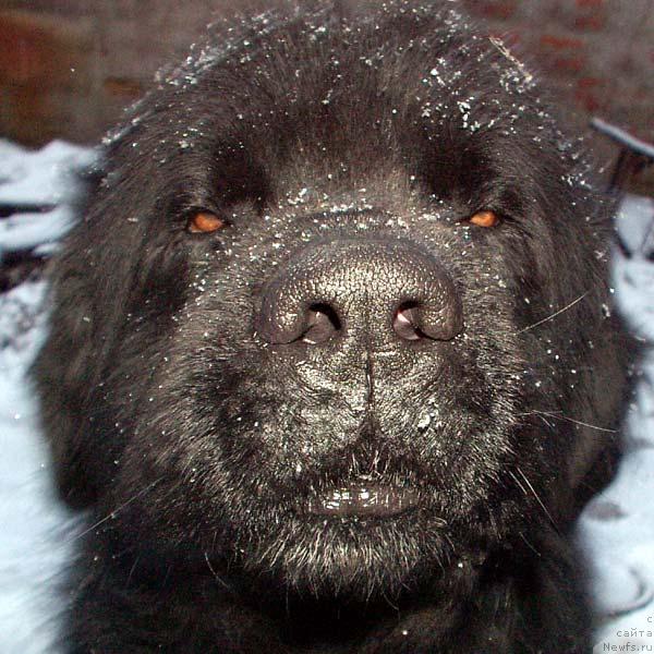 Фото: ньюфаундленд Velikiy Medved' Beguschiy po Volnam (Великий Медведь Бегущий по Волнам)