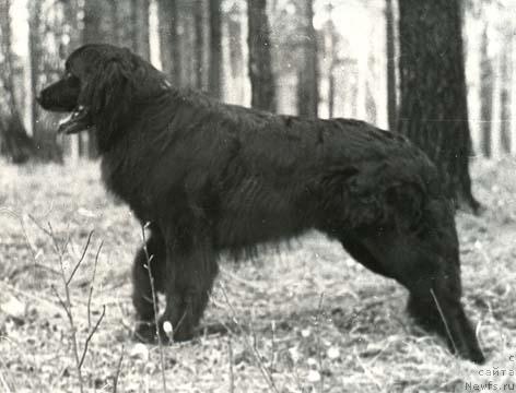 Фото: ньюфаундленд Lyamur (Лямур)