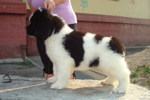 Фотография № 100001