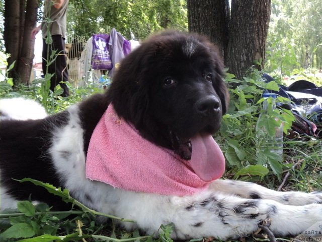 Фото: ньюфаундленд Plushevaya Panda Ferrero Rond Noir (Плюшевая Панда Ферреро Ронд Нуар)