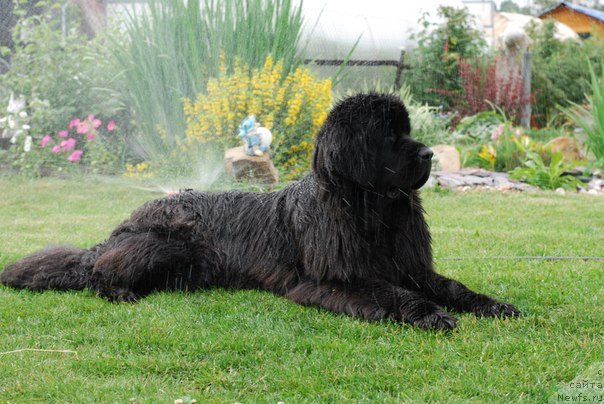 Фото: ньюфаундленд Formula Lyubvi ot Sibirskogo Medvedya (Формула Любви от Сибирского Медведя)