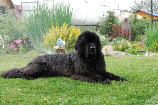 Фото: ньюфаундленд Formula Lyubvi ot Sibirskogo Medvedya (Формула Любви от Сибирского Медведя)