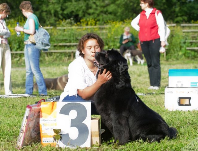 Фото: ньюфаундленд Arabella Doch' Vivata (Арабелла Дочь Вивата), Darima Achitueva (Дарима Ачитуева)