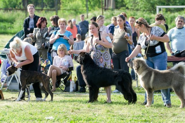 Фото: ньюфаундленд Princ Al'finskiy (Принц Альфинский), Tat'yana Komissarova (Татьяна Комиссарова)
