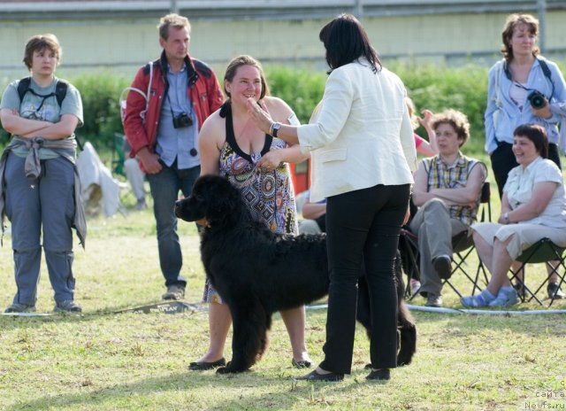 Фото: ньюфаундленд Princ Al'finskiy (Принц Альфинский), Tat'yana Komissarova (Татьяна Комиссарова)