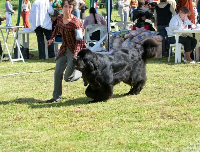 Фото: ньюфаундленд Aquatoriya Kelvin Kilimandzharo (Акватория Келвин Килиманджаро), Oksana Volkova (Оксана Волкова)