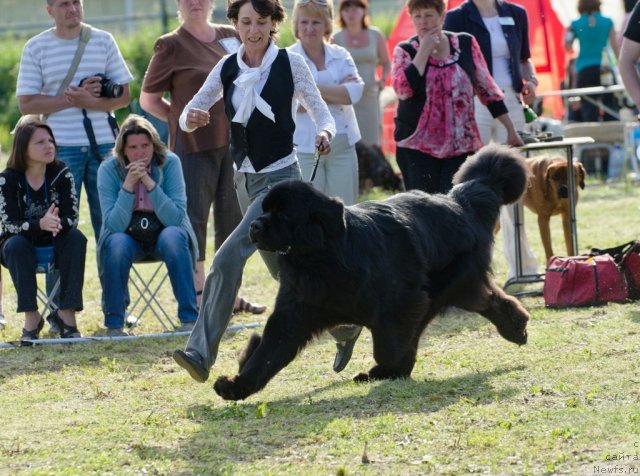 Фото: ньюфаундленд Aquatoriya Kelvin Kilimandzharo (Акватория Келвин Килиманджаро)
