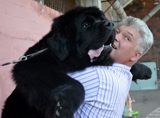 Фото: ньюфаундленд Skippers Urgent Need for Donat's Pride