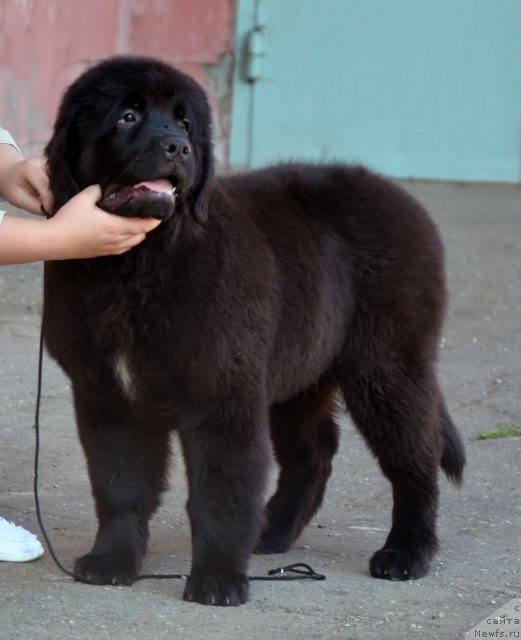 Фото: ньюфаундленд Donats Prayd Brijit Bardo (Донатс Прайд Брижит Бардо)