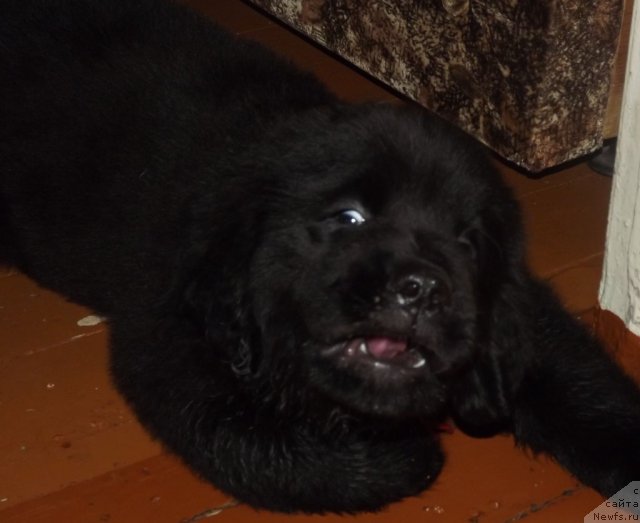 Фото: Elena Cyiganova (Елена Цыганова)