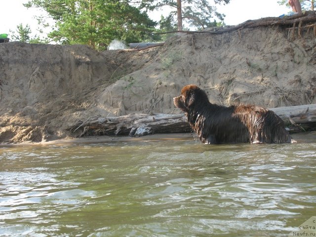 Фото: ньюфаундленд Fakturnyi Frukt s Berega Dona (Фактурный Фрукт с Берега Дона)
