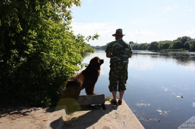 Фото: ньюфаундленд Chernyi Sharm Angel'skaya Krasota (Черный Шарм Ангельская Красота)