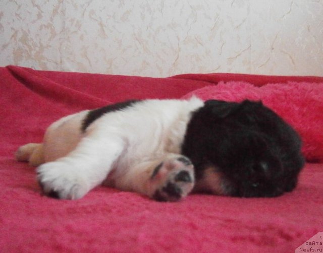 Фото: ньюфаундленд California Charming Flirt Aqua Pearl