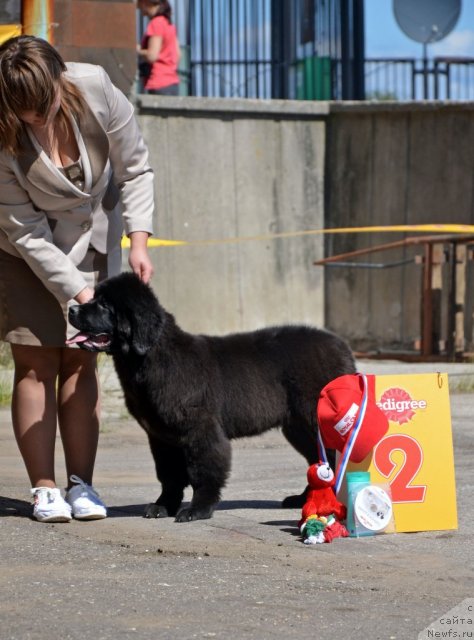 Фото: ньюфаундленд Donats Prayd Brijit Bardo (Донатс Прайд Брижит Бардо)