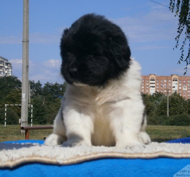 Фото: ньюфаундленд California Charming Flirt Aqua Pearl