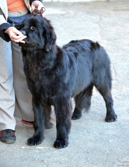 Фото: ньюфаундленд Sent Djons YU May Lav (Сент Джонс Ю Май Лав)