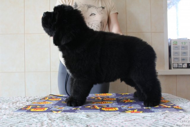 Фото: Первый кобель