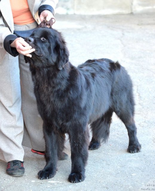 Фото: ньюфаундленд Sent Djons YU May Lav (Сент Джонс Ю Май Лав)