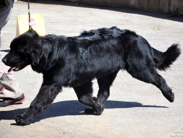 Фото: ньюфаундленд Sent Djons YU May Lav (Сент Джонс Ю Май Лав)