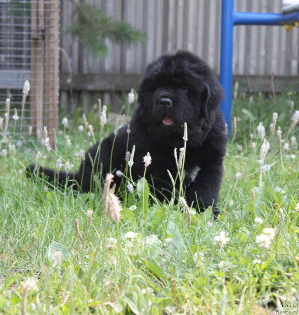 Фото: Первый кобель