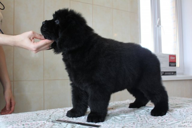 Фото: второй кобель