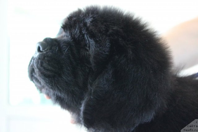 Фото: второй кобель