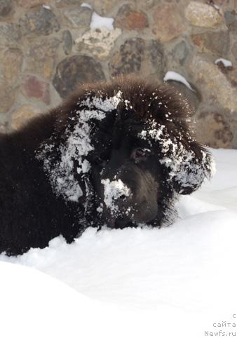 Фото: ньюфаундленд Sent Djons Orfey (Сент Джонс Орфей)