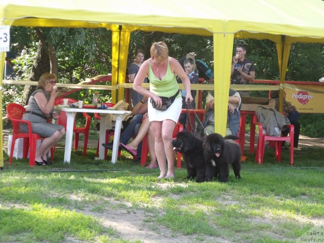 Фото: ньюфаундленд Izbrannyiy Vityaz' (Избранный Витязь), ньюфаундленд Iskusnaya Koketka (Искусная Кокетка)