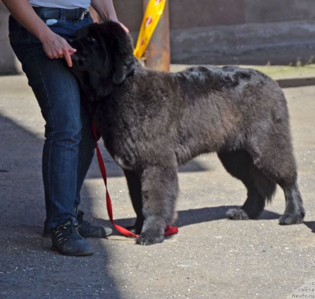 Фото: ньюфаундленд Cristalmar Cadeaux de Noel