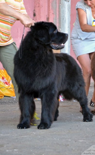 Фото: ньюфаундленд Zhdanny Syn Vialiki Miadzvedz