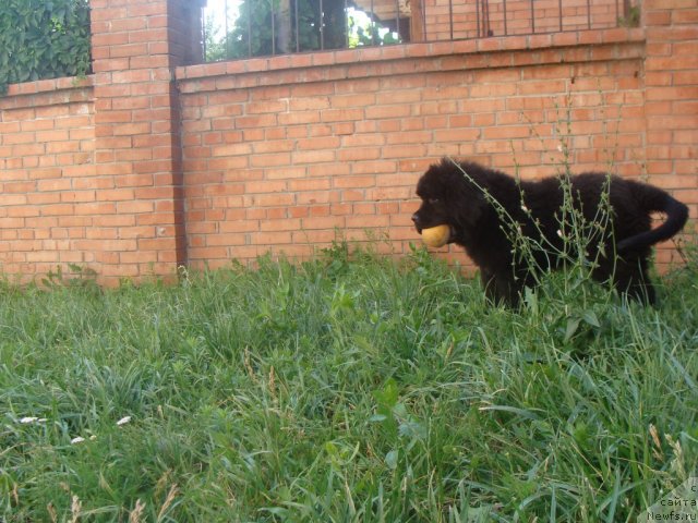 Фото: ньюфаундленд Beguschaya po Volnam Center of Attraktion (Бегущая по Волнам Центер оф Аттрактион)