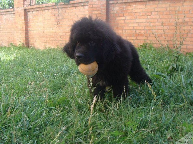 Фото: ньюфаундленд Beguschaya po Volnam Center of Attraktion (Бегущая по Волнам Центер оф Аттрактион)