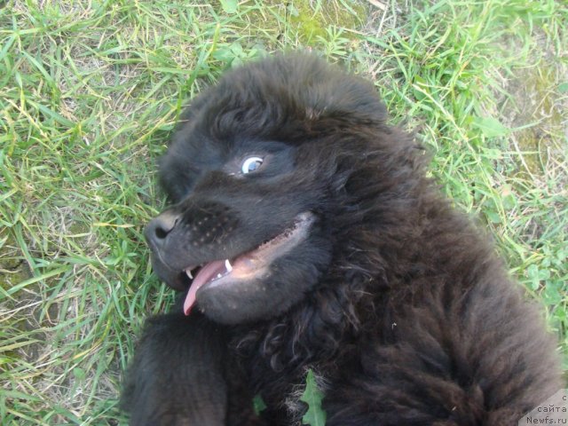 Фото: ньюфаундленд Beguschaya po Volnam Center of Attraktion (Бегущая по Волнам Центер оф Аттрактион)