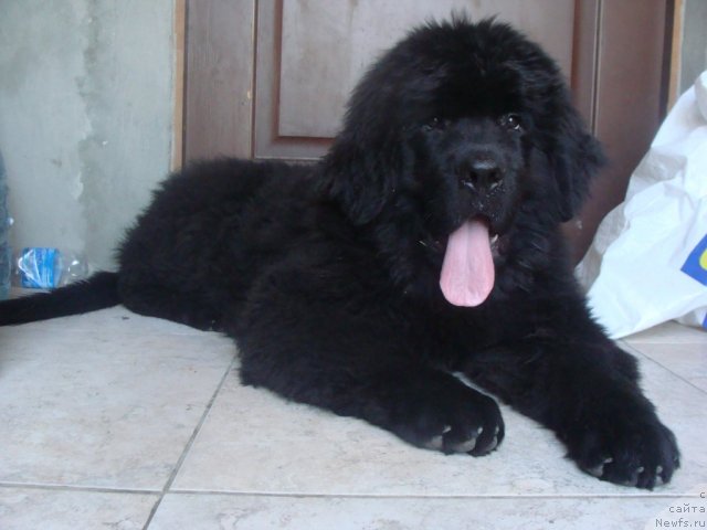 Фото: ньюфаундленд Beguschaya po Volnam Center of Attraktion (Бегущая по Волнам Центер оф Аттрактион)