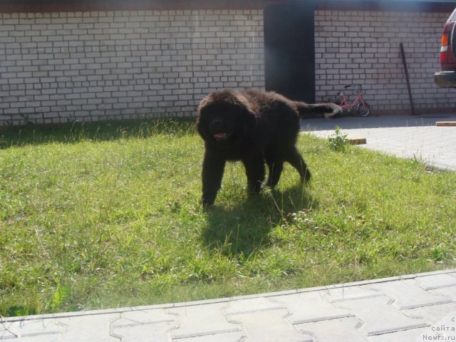 Фото: ньюфаундленд Beguschaya po Volnam Center of Attraktion (Бегущая по Волнам Центер оф Аттрактион)