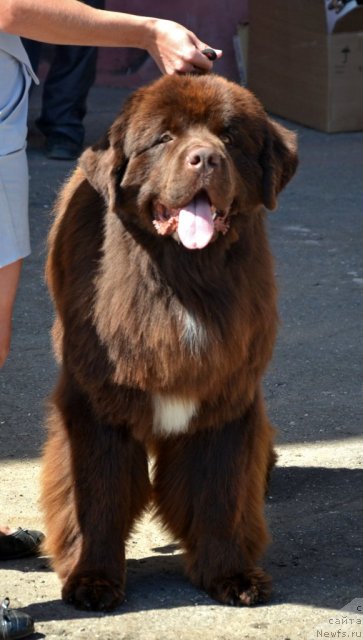 Фото: ньюфаундленд Aquatoriya Kelvin Rise After Me (Акватория Келвин Райз Афтэ Ми)