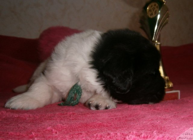 Фото: ньюфаундленд Cabot King Gratsii Aqua Pearl