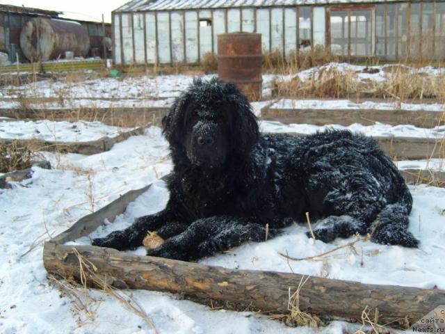 Фото: ньюфаундленд Ryabinushka ot Sibirskogo Medvedya (Рябинушка от Сибирского Медведя)