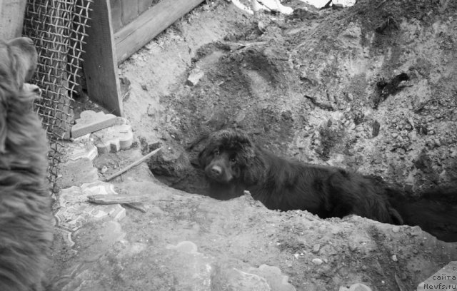 Фото: ньюфаундленд Izumrudnaya Laguna Argona (Изумрудная Лагуна Аргона)