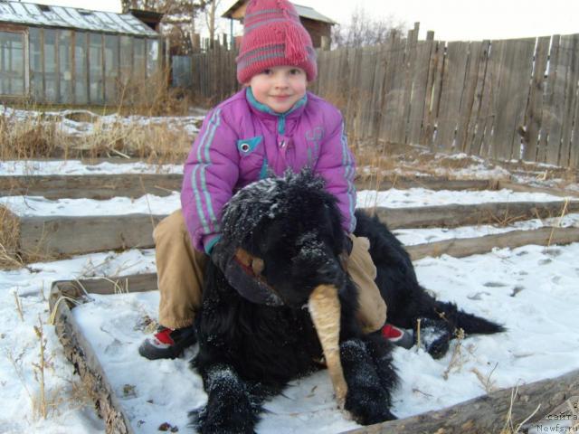 Фото: Рябинушка от Сибирского Медведя