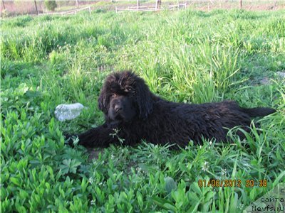 Фото: ньюфаундленд Super Premium Liniel Daylirring (Супер Премиум Линиэль Дайлиррин)