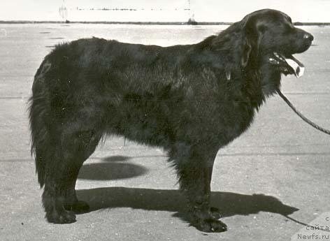 Фото: ньюфаундленд YErna Aspi (Эрна Аспи)