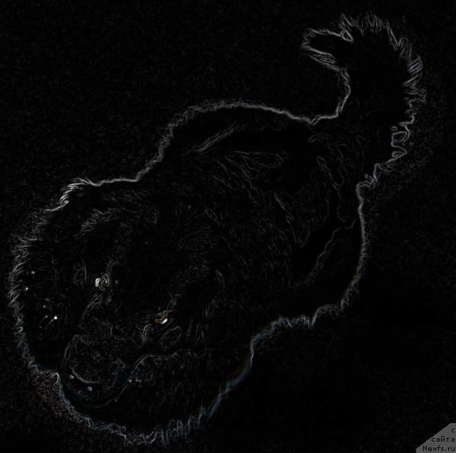 Фото: ньюфаундленд Lesnaya Skazka Roza CHernaya (Лесная Сказка Роза Черная)