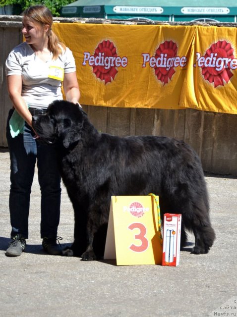 Фото: ньюфаундленд Very Fairweathers X'Got The Rhythm