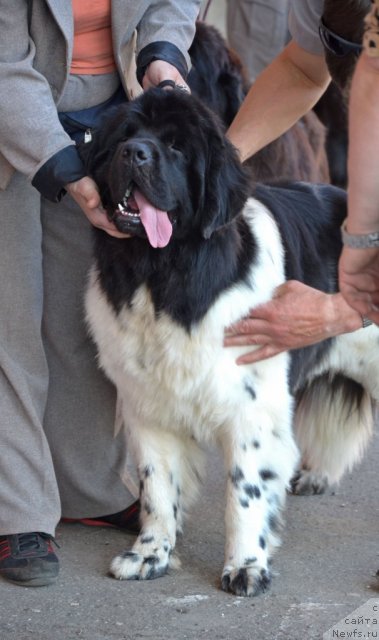 Фотография № 100208