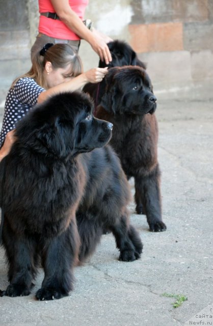 Фотография № 100209